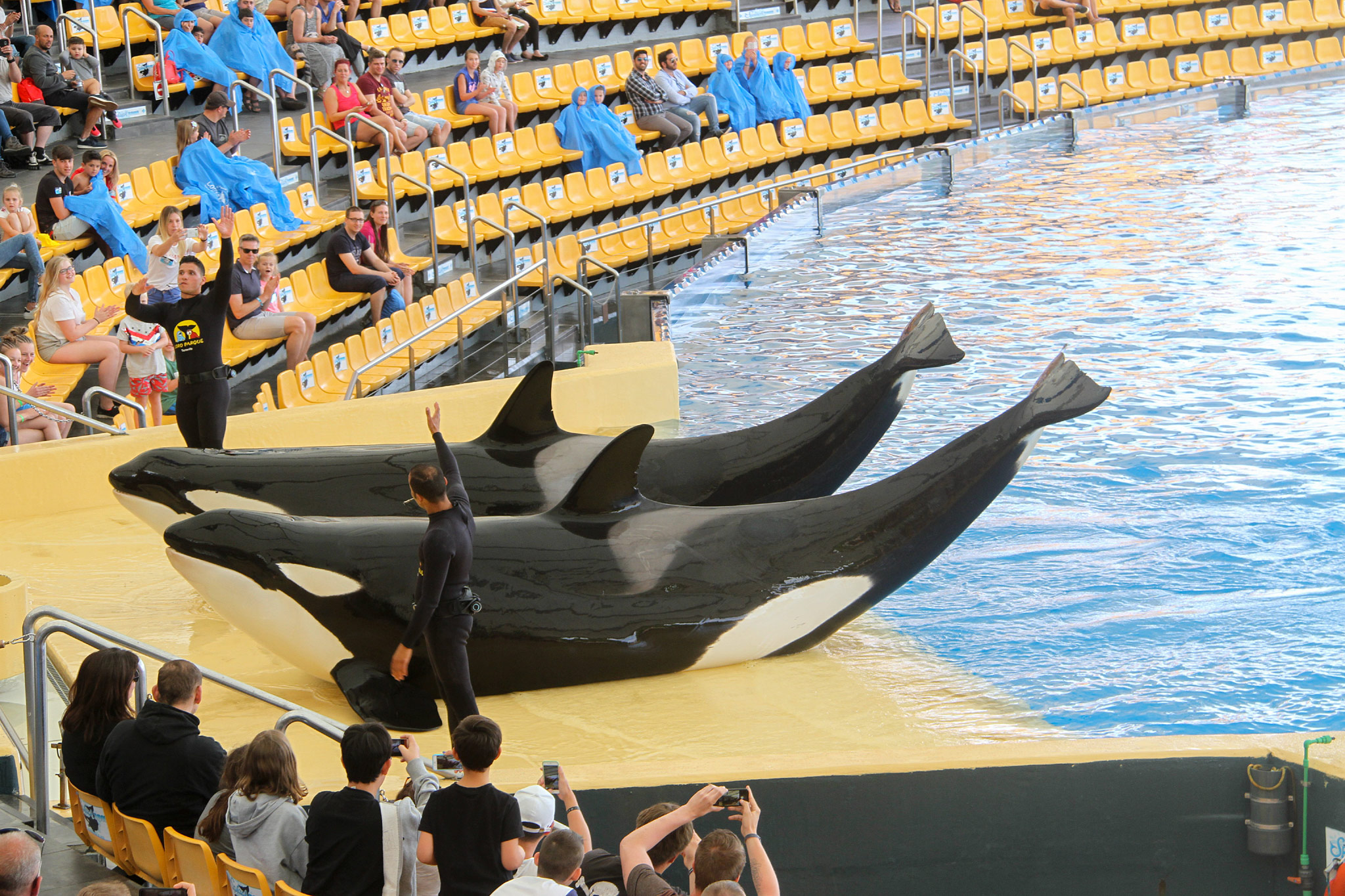 Loro Parque, Punta Brava, Tenerife